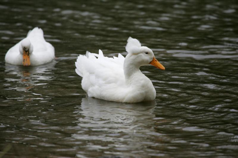 HairdoDuck.jpg