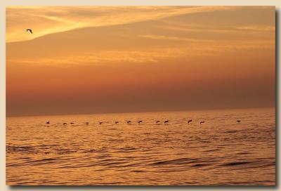 pelican at sunrise 4883.jpg