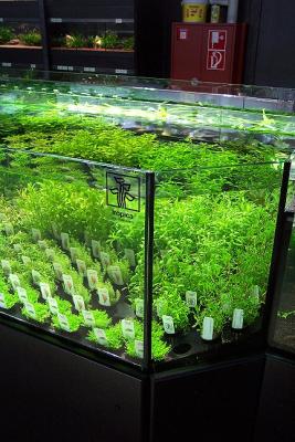 different Cryptos and special plants (like new plants)