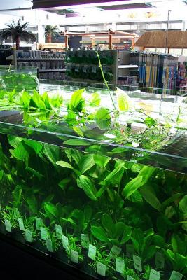 the Echinodours tank (incl.Sagittaria)