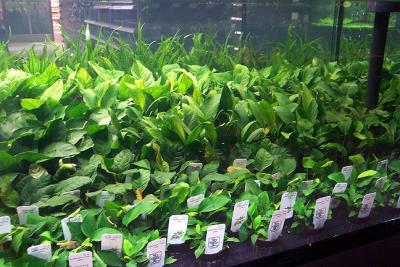 the hard tank: plants like Anubia, Microsorum, Crinum....