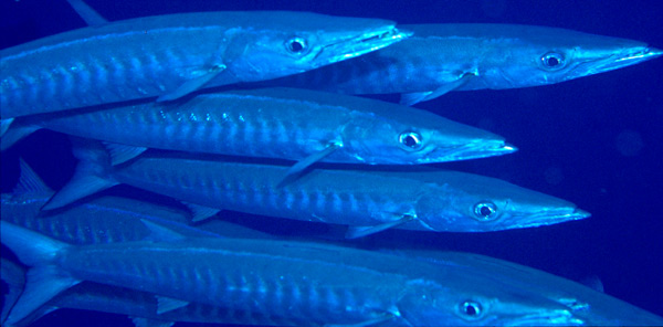 Chevron Barracuda -  slice of a group of around 200