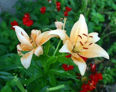 1749   Garden Glory