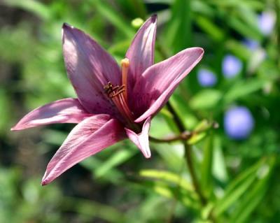 1289   Pistil Packin'
