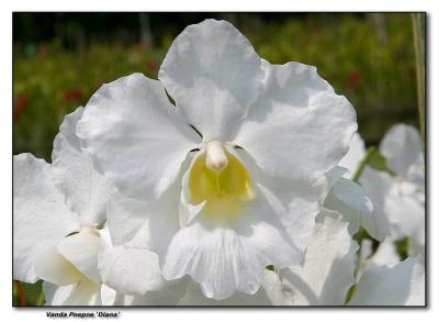 Orchid 24.  Vanda Poepoe var. Diana