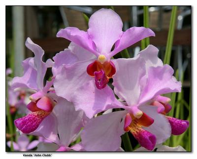 Orchid 2. Vanda 'John Clubb'