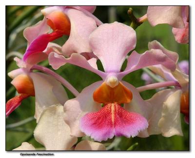 Orchid 3. Opsisanda Fascination