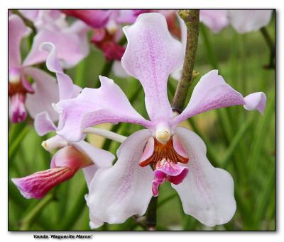 Orchid 4. Vanda 'Marguerite Maron'