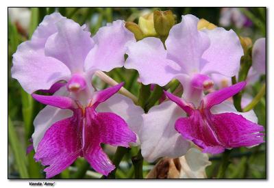 Orchid 5. Vanda 'Amy'