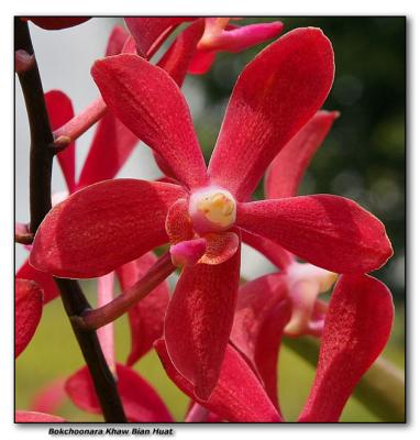 Orchid 7.  Bokchoonara 'Khaw Bian Huat '