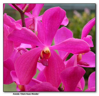Orchid 8. Aranda Chark Kuan 'Wonder'