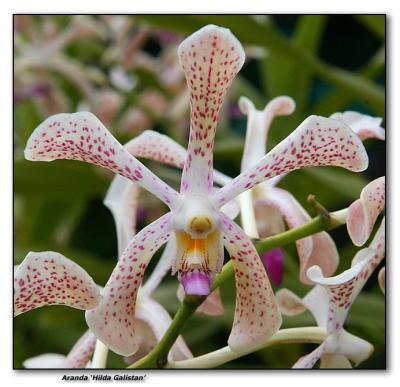 Orchid 9.  Aranda 'Hilda Galistan'