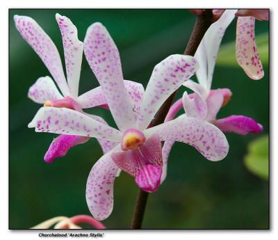 Orchid 10.  Arachnostylis Chorchalood
