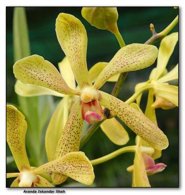 Orchid 16.  Aranda Iskandar Shah