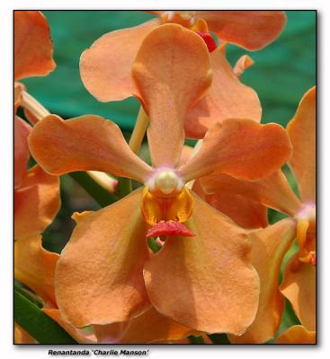 Orchid  25. Renantanda 'Charlie Manson'