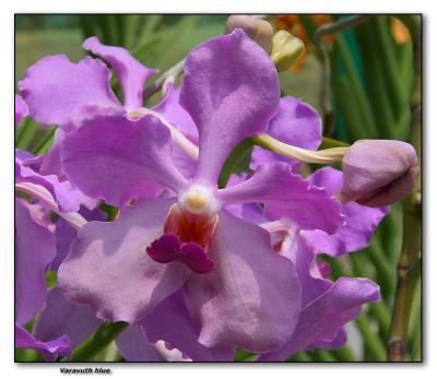 Orchid 17.  V. Varavuth  'blue' hybrid