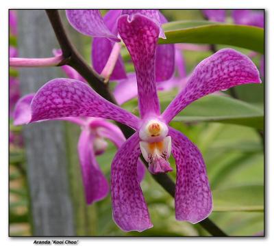 Orchid 19. Aranda 'Kooi Choo'