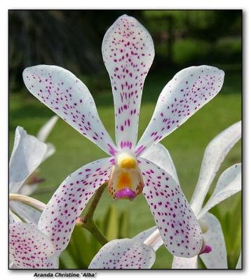 Orchid 23.  Aranda 'Christine Alba'