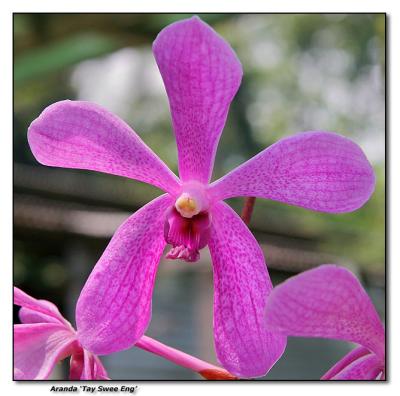 Orchid 6. Aranda 'Tay Swee Eng'