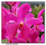 Orchid 8. Aranda Chark Kuan Wonder