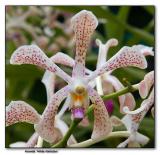 Orchid 9.  Aranda Hilda Galistan