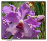 Orchid 17.  V. Varavuth  blue hybrid