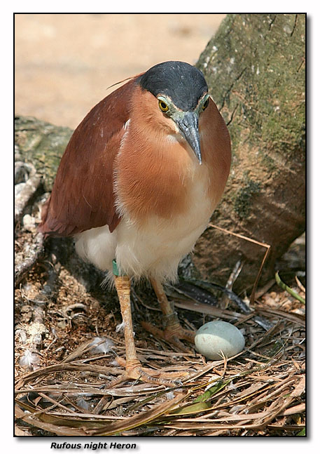 Rufous Night Heron and egg!