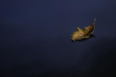 Leaf On the Ice