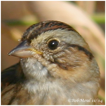 Swamp Sparrow