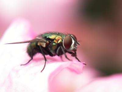 Fly-inside-a-flower.jpg