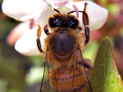 bee-up-close.jpg