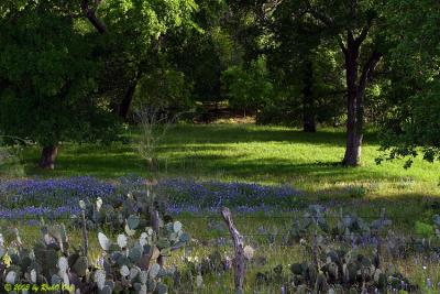 Good Morning Bluebonnets - Willow City Loop 2003
