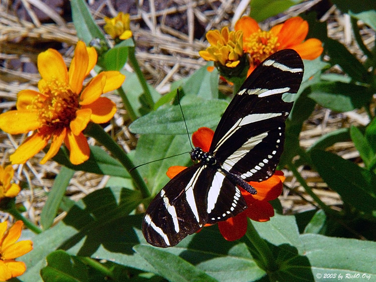 spotted zebra butterfly spotted zebra butterfly
