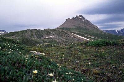 Wilcox Peak