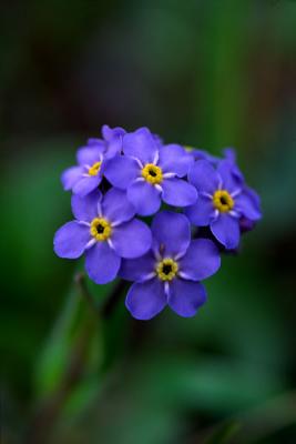 Tiny flowers