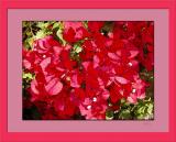 Red flowers