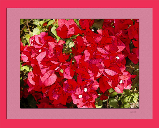 Red flowers