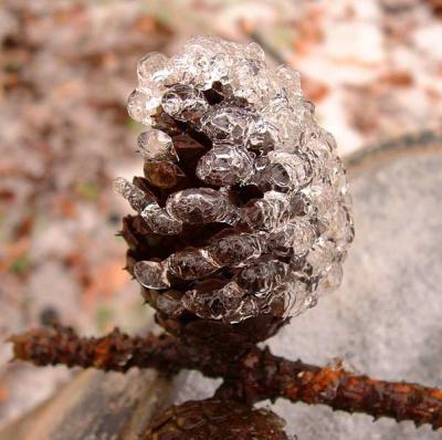 u22/rsweatt/medium/13820407.pinecone.jpg