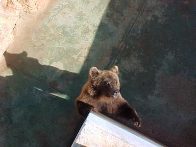 Bear Feeding.JPG