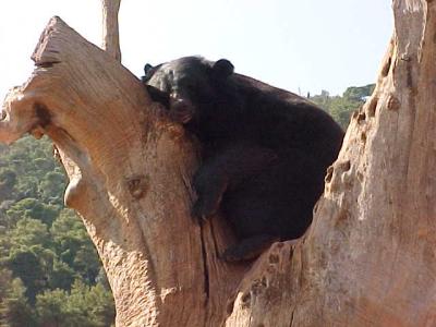 Bear Sleeping.JPG