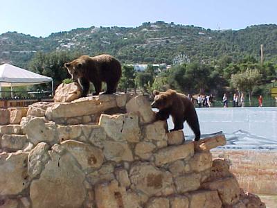Bears Climbing.JPG