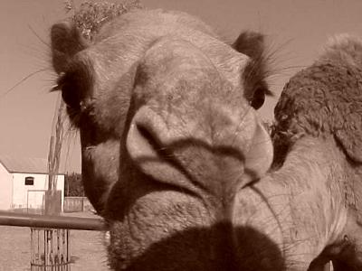 Camel 1.JPG