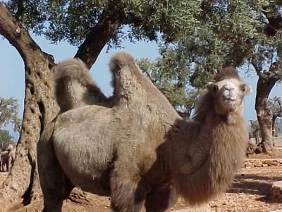 Camel 2.JPG