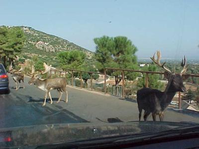 Deer 1.JPG