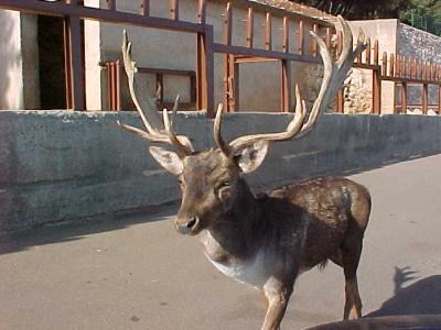 Deer 2.JPG