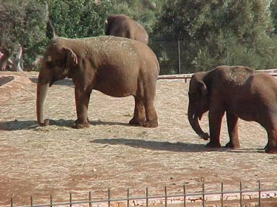 Elephants 1.JPG