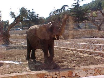 Elephants 2.JPG