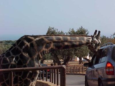Giraffes 1.JPG