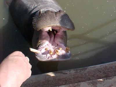 Hungry Hippo.JPG