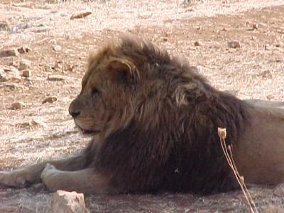 Lion Male.JPG
